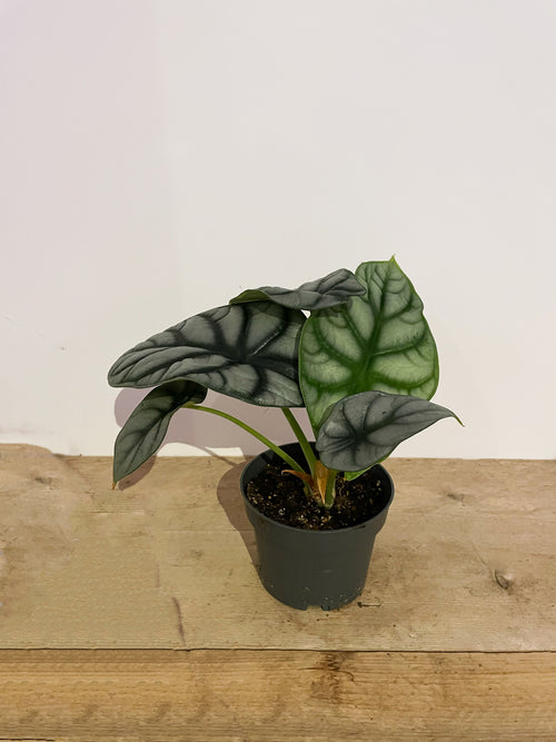 Alocasia 'Silver Dragon'