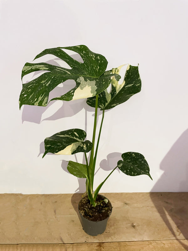 Monstera deliciosa 'Thai Constellation'