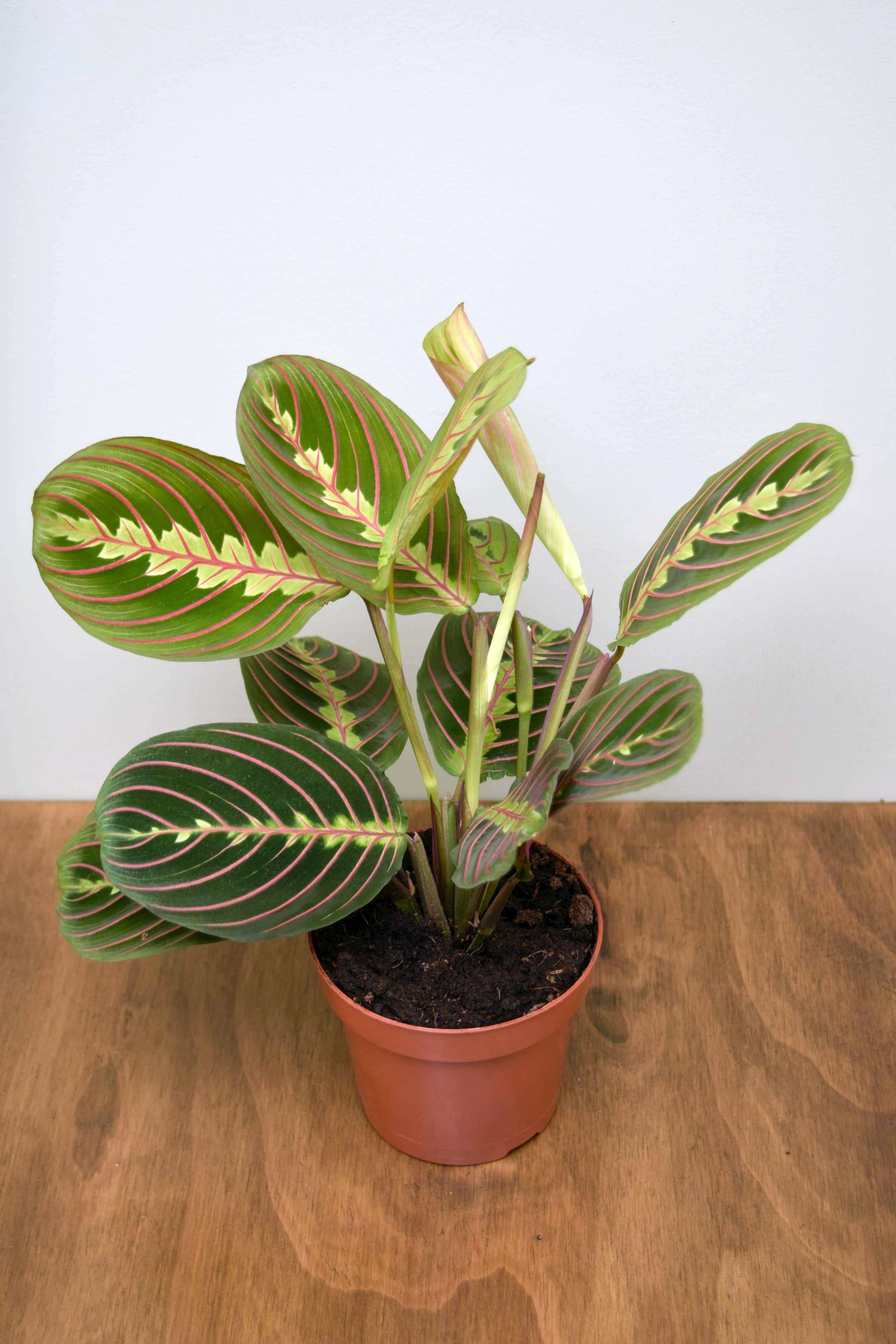 prayer plant fascinator Maranta leuconeura 'Fascinator'