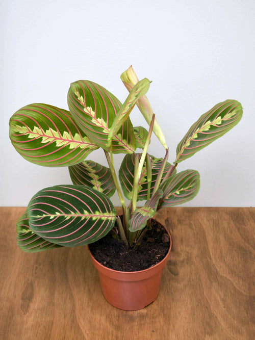 Maranta leuconeura 'Fascinator'