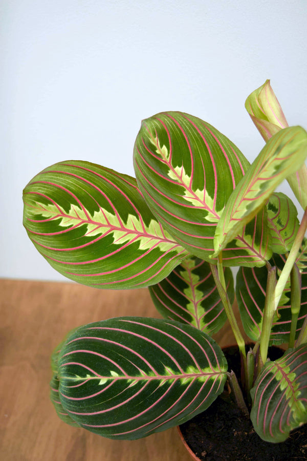 Maranta leuconeura 'Fascinator'